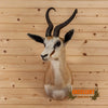 springbok african taxidermy shoulder mount for sale
