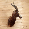 Excellent African Blesbok Taxidermy Mount GB4091