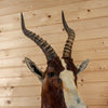 Excellent African Blesbok Taxidermy Mount GB4091