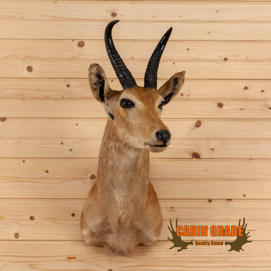 mountain reedbuck african taxidermy shoulder mount for sale