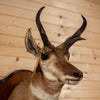 Vintage Pronghorn Antelope Taxidermy Shoulder Mount KG3071