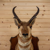 Vintage Pronghorn Antelope Taxidermy Shoulder Mount KG3071