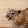 Mountain Lion, Puma, Cougar Full Body Taxidermy Mount KG3072