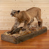 Mountain Lion, Puma, Cougar Full Body Taxidermy Mount KG3072