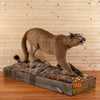 mountain lion full body lifesize taxidermy mount for sale