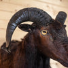 Nice Black Hawaiian Mouflon Sheep Ram Taxidermy Shoulder Mount KG3073