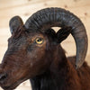 Nice Black Hawaiian Mouflon Sheep Ram Taxidermy Shoulder Mount KG3073