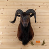 black hawaiian sheep ram taxidermy shoulder mount for sale