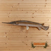longnose gar taxidermy reproduction mount for sale