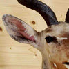 Kudu Mount at Safariworks Taxidermy Sales