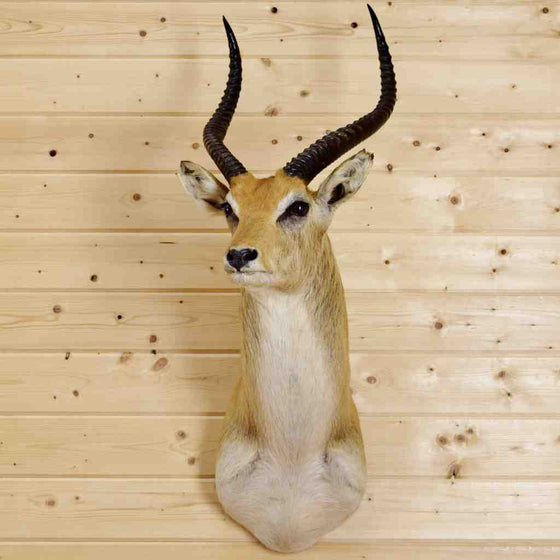 Kafue Flats Lechwe Taxidermy Mount for Sale at Safariworks
