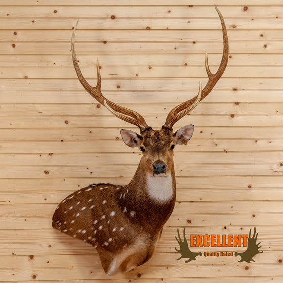 axis deer taxidermy wall pedestal for sale