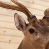 Premier Axis Deer Shoulder Mount Taxidermy MM5001