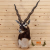 blackbuck taxidermy shoulder mount for sale