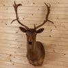 Excellent Chocolate Fallow Deer Taxidermy Shoulder Mount MM5003