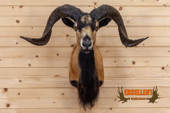corsican mouflon ram sheep taxidermy shoulder mount for sale