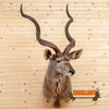 african kudu taxidermy shoulder mount for sale
