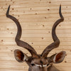 Excellent African Greater Kudu Taxidermy Shoulder Mount MM5005