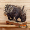 African crested porcupine full body lifesize taxidermy mount for sale