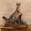 gray fox full body lifesize taxidermy mount for sale
