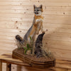 Excellent Gray Fox Full Body Taxidermy Mount MM5007