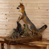 Excellent Gray Fox Full Body Taxidermy Mount MM5007