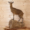 Excellent African Klipspringer Full Body Taxidermy Mount MM5008