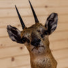 Excellent African Klipspringer Full Body Taxidermy Mount MM5008