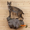 bobcat full body lifesize taxidermy mount for sale