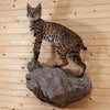 Premier Bobcat Full Body Lifesize Taxidermy Mount MM5009