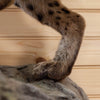 Premier Bobcat Full Body Lifesize Taxidermy Mount MM5009