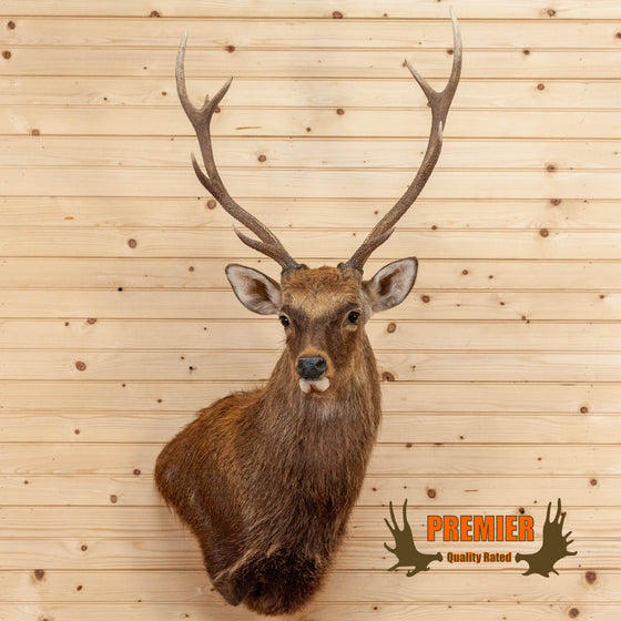sika deer taxidermy wall pedestal mount for sale