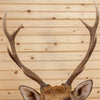 Premier Sika Deer Taxidermy Wall Pedestal Mount MM5011