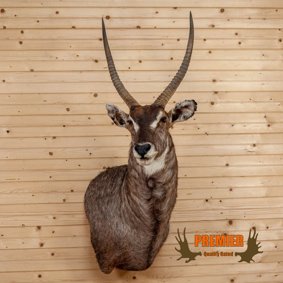 african waterbuck taxidermy wall pedestal mount for sale