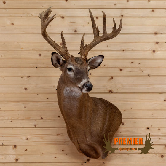 whitetail deer buck taxidermy wall pedestal  mount for sale