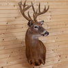 Premier 170 Class Whitetail Buck Deer Taxidermy Wall Pedestal Mount MM5015