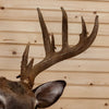 Premier 170 Class Whitetail Buck Deer Taxidermy Wall Pedestal Mount MM5015