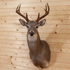 Excellent 8 Point Whitetail Buck Deer Taxidermy Shoulder Mount MM5016