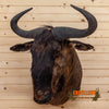 african blue wildebeest taxidermy shoulder mount for sale