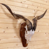 Excellent Spanish Catalina Goat Taxidermy European Mount MM5019