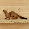 Mink Taxidermy Mount for Sale