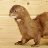 Taxidermied Mink Mount for Sale