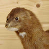 Mink Taxidermy for Sale