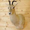 Mongolian Gazelle Head Taxidermy for Sale