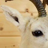 Mongolian Gazelle Taxidermy for Sale