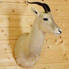 Gazelle Taxidermy for Sale