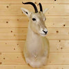 Mongolian Gazelle Taxidermy for Sale