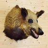 Taxidermied Pig Head for Sale