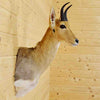 Taxidermied Reedbuck Head for Sale
