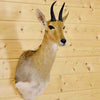 Reedbuck Taxidermy Mounts for Sale